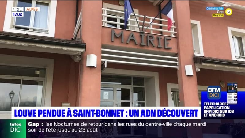 Saint-Bonnet-en-Champsaur: un an après, un ADN découvert sur la corde qui maintenant la louve pendue
