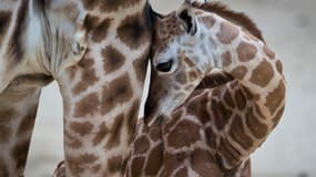 Un girafon près de sa mère au zoo de Kronberg, en Allemagne, le 7 janvier 2014. (photo d'illustration)