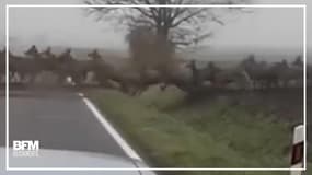 En Hongrie, cet interminable troupeau de cerfs traverse une route forestière