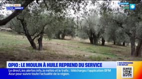 Opio : Le moulin à huile reprend du service