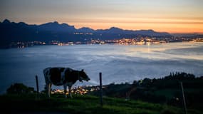 Une vache avec le coucher du soleil sur le lac Léman en arrière-plan, au Mont de Gourze au-dessus de Riez, en Suisse, le 11 octobre 2024.