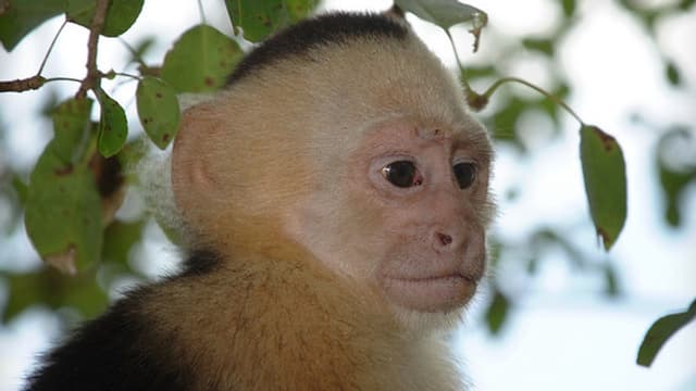 Vole Dans Un Zoo Un Bebe Singe Est Retrouve Dans Un Champ