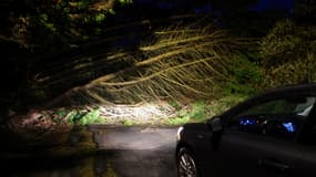 Un arbre tombée sur la route à Plobannalec-Lesconil (Finistère), le 2 novembre 2023.