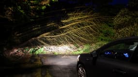 Chute d'arbre à Plobannalec-Lesconil, le 2 novembre 2023.