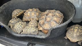 Les gendarmes ont trouvé une dizaine de tortues dans le coffre de l'automobiliste?