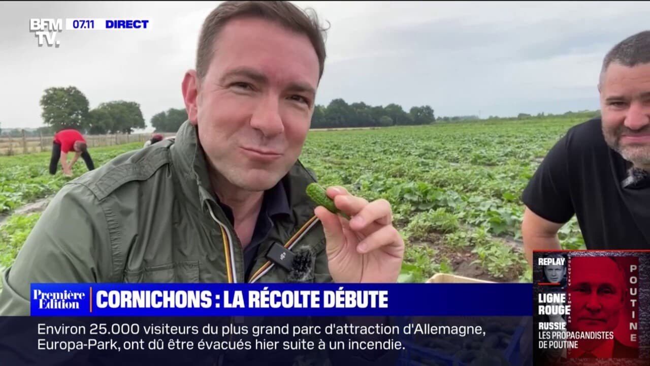 La récolte de cornichons débute dans la Sarthe