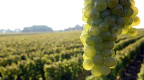En 2016, le vignoble français pourra croître au maximum de 8.000 hectares.