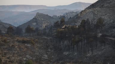 Une zone forestière brûlée lors d'un incendie de forêt à Fraisse-des-Corbières, dans l'Aude, le 7 août 2025