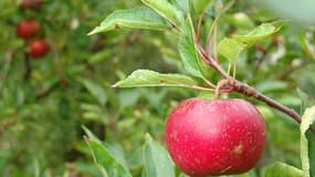 Tailler un pommier