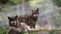 Le nombre maximum de "prélèvements" de loups autorisés en France va être revu à la hausse à partir du printemps prochain, en réponse aux attaques croissantes contre les élevages. /Photo d'archives/REUTERS/Eric Gaillard