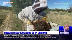 Vaucluse: les apiculteurs démunis face aux frelons asiatiques