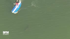 Ce paddler californien s'est retrouvé parmi une dizaine de requins