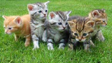 Un homme de 26 ans a écopé de 16 ans de prison pour avoir tué 21 chats.