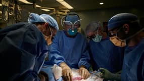 Des chirurgiens de l'hôpital NYU Langone examinent un rein de porc transplanté sur un humain, le 25 septembre 2021 à New York (PHOTO D'ILLUSTRATION)
