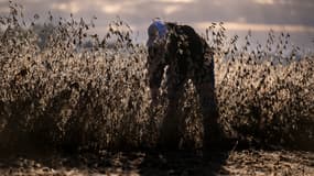 Un producteur de soja inspecte un champ de soja prêt à être récolté dans une ferme du Maryland, aux États-Unis, le 10 octobre 2025.