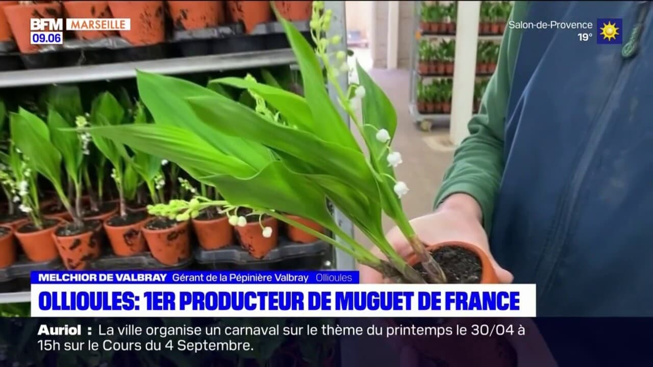 Ollioules le 1er producteur fran ais de muguet