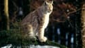 Qui a tué le lynx boréal dans le Doubs? Une association offre 1.000 euros pour retrouver un braconnier