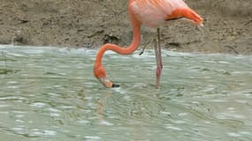 Un flamant rose au zoo de la Boissière-du Doré (Loire-Atlantique), le 9 mai 2010.