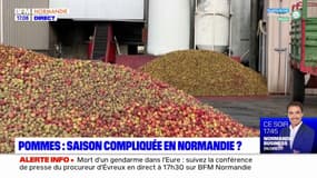 Normandie: la saison des pommes s'annonce compliquée