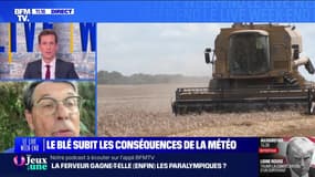 Le blé subit les conséquences de la météo - 10/08