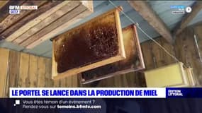 Pas-de-Calais: la ville du Portel se lance dans la production de miel