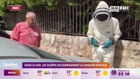 Dans le sud, les guêpes accompagnent la chaleur estivale