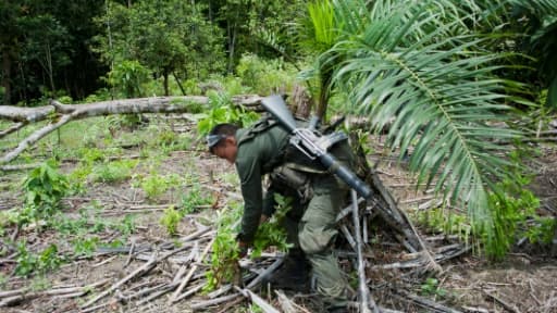 Un policier colombien arrache un plant de coca à Tumaco en Colombie, le 29 mars 2017 Un policier colombien arrache un plant de coca à Tumaco en Colombie, le 29 mars 2017