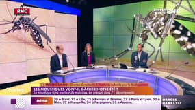 Simard : "Le moustique tigre est là, bien là et continue son expansion en France"