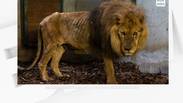Le lion Jon, saisi par le procureur de l'Eure.