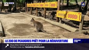 Le safari de Peaugre se prépare à rouvrir avec des nouveautés