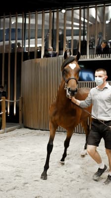 Ventes record pour les jeunes pur-sang à Deauville