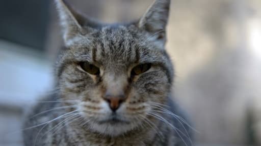 Un chat - Image d'illustration