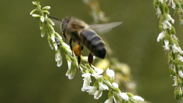 Les apiculteurs subissent des pertes moyennes de 30% de leurs cheptels en hiver et ces chiffres ont augmenté cette année.
