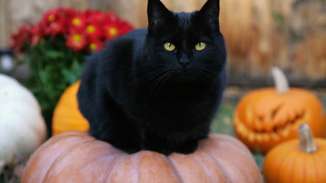 Beaucoup de légendes persistent autour du chat noir.