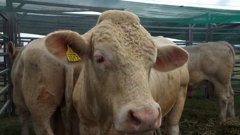 Un taurillon.
