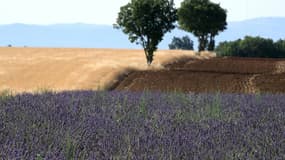 Un champ de lavande près de Valensole, dans le sud-est de la France, le 21 juillet 2023