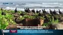 Costa Rica: sur la plage abandonnée, un jaguar se promenait