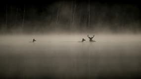 "Le Chant des forêts", de Vincent Munier est sorti en salles le 17 décembre 2025. Il a attiré un million de spectateurs en salles.