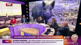 Accidents de sangliers : De plus en plus nombreux