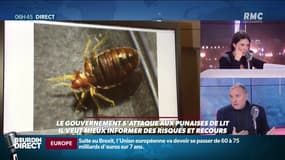 Moyens de lutte, coût d’un professionnel, traitement préventif… sur RMC, un professionnel explique comment se débarrasser des punaises de lit