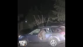 En Californie, un ours piégé dans une voiture libéré par l’adjoint au shérif