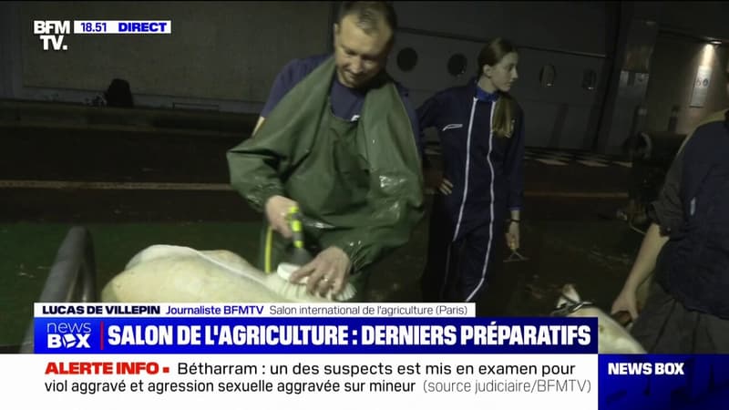 Ces agriculteurs préparent leurs animaux avant le salon de l'agriculture