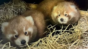 Deux pandas roux sont nés à la Ménagerie, le zoo du Jardin des plantes de Paris, le 12 juin 2025.
