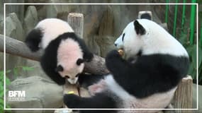 Nuan Nuan le panda fête son deuxième anniversaire