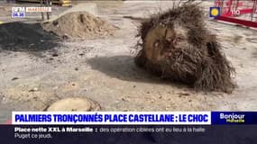 Marseille: le choc après le tronçonnage de 19 palmiers place Castellane