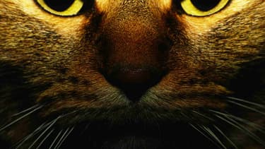 L'Australie s'apprête à éliminer deux millions de chats errants.
