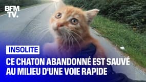  Ce chaton abandonné est sauvé par un motard au milieu d'une voie rapide