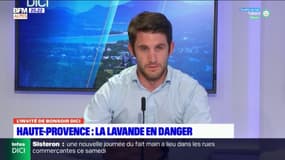 Haute-Provence: la lavande en danger