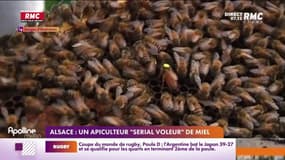 Alsace: un apiculteur "serial voleur" de miel