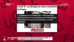 Les tendances GG: Un élevage de visons contaminé au Covid-19 en France – 23/11
